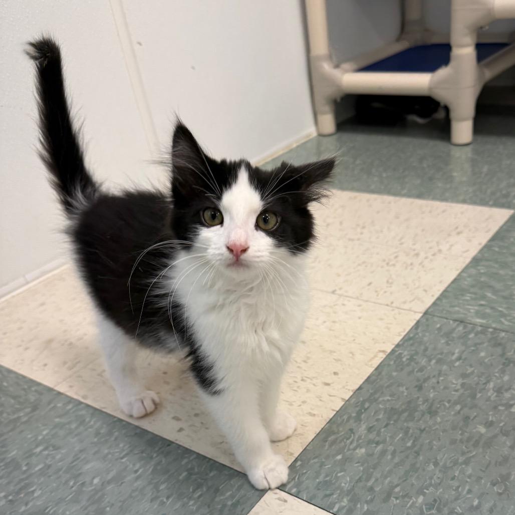 Enlarge Jenny, a Adoptable Domestic Long Hair in Mount Shasta, CA image 2/2