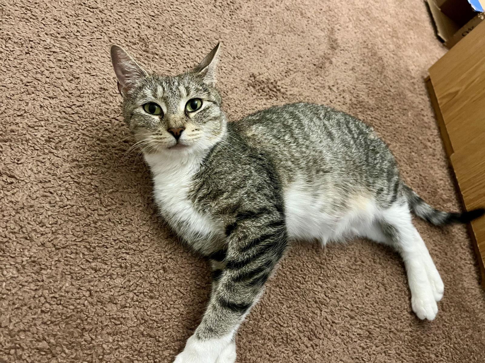 Jellybean, Adoptable, Adult Female Domestic Short Hair.