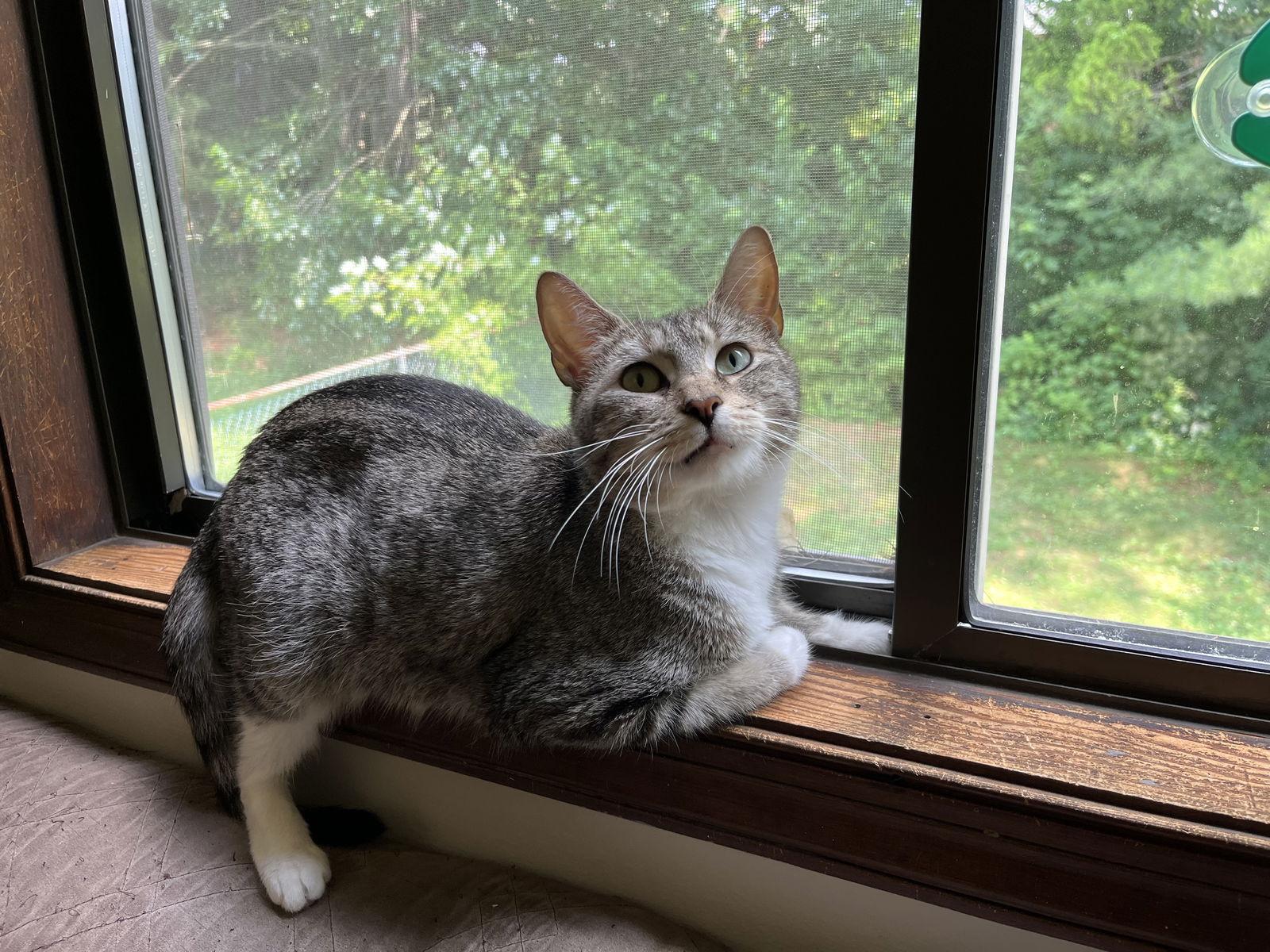 Jellybean, a Adoptable Domestic Short Hair in Penndel, PA image 2/3