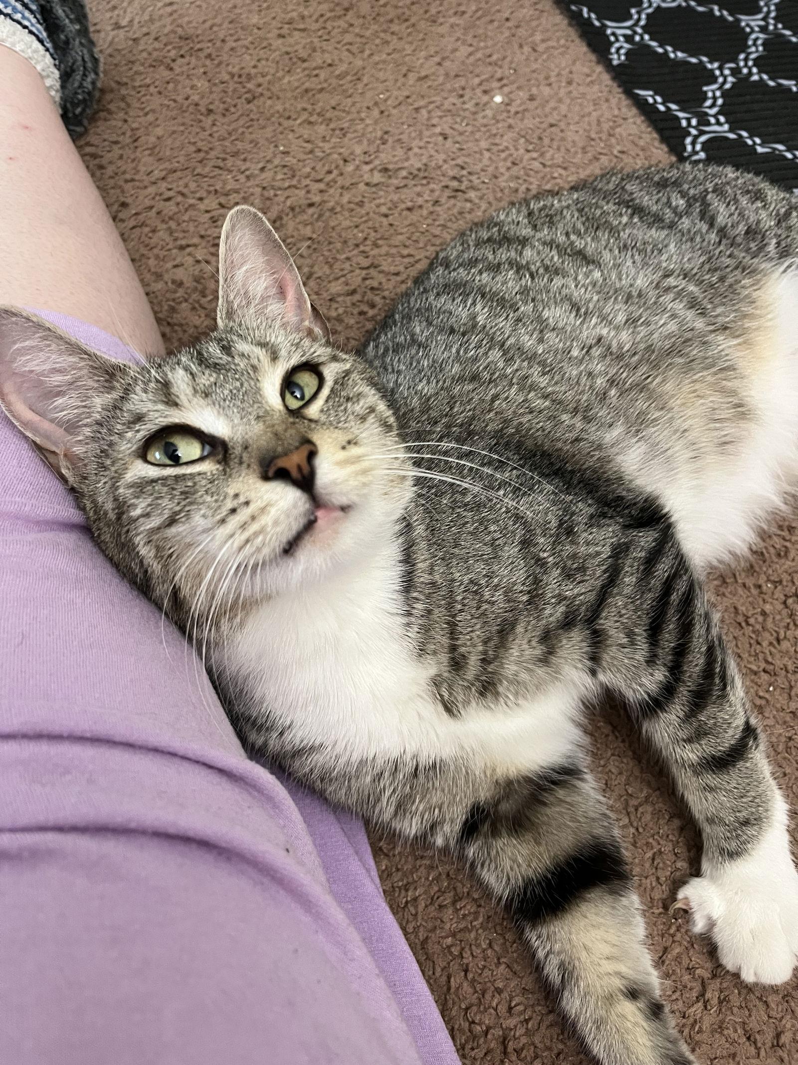 Jellybean, a Adoptable Domestic Short Hair in Penndel, PA image 3/3