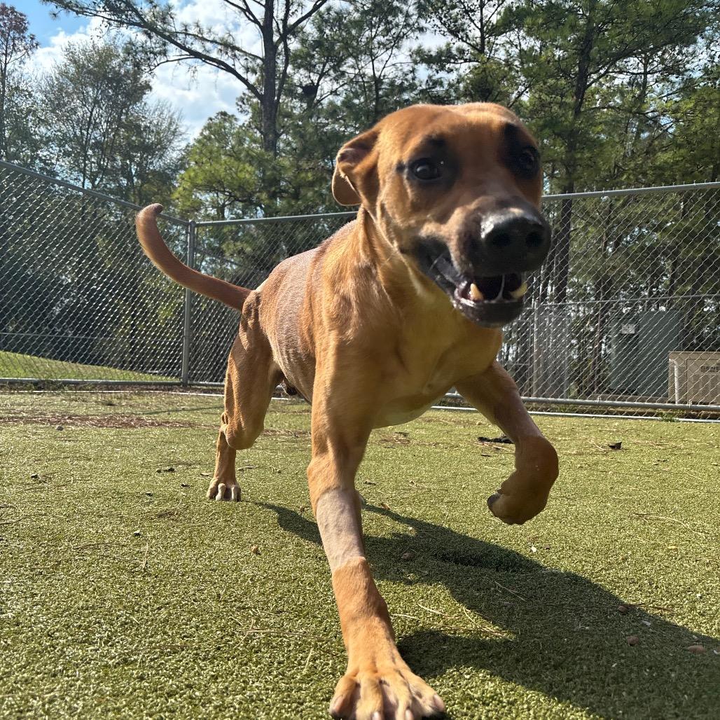 Scooby, Adoptable, Adult Male Black Mouth Cur.