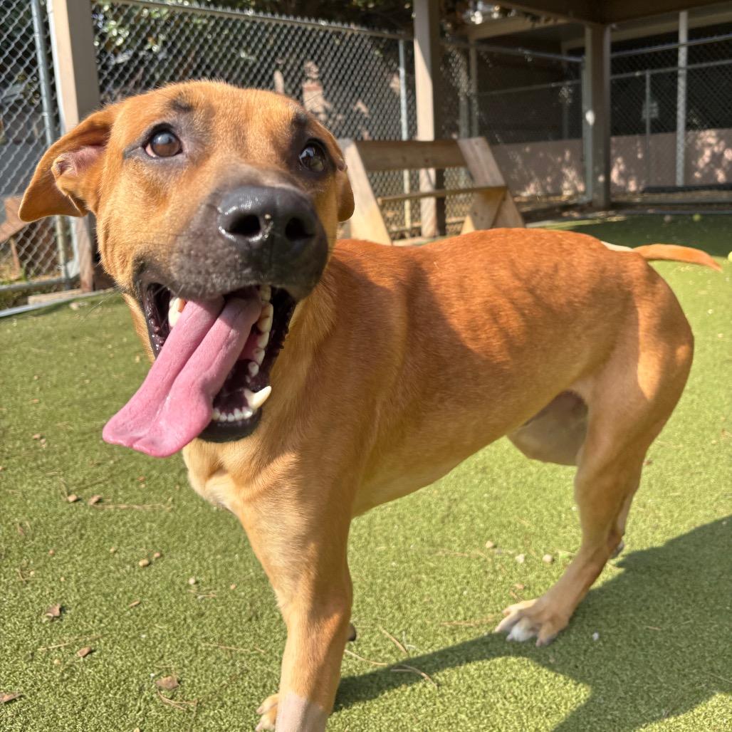 Enlarge Scooby, a Adoptable Black Mouth Cur in Birmingham, AL image 2/6