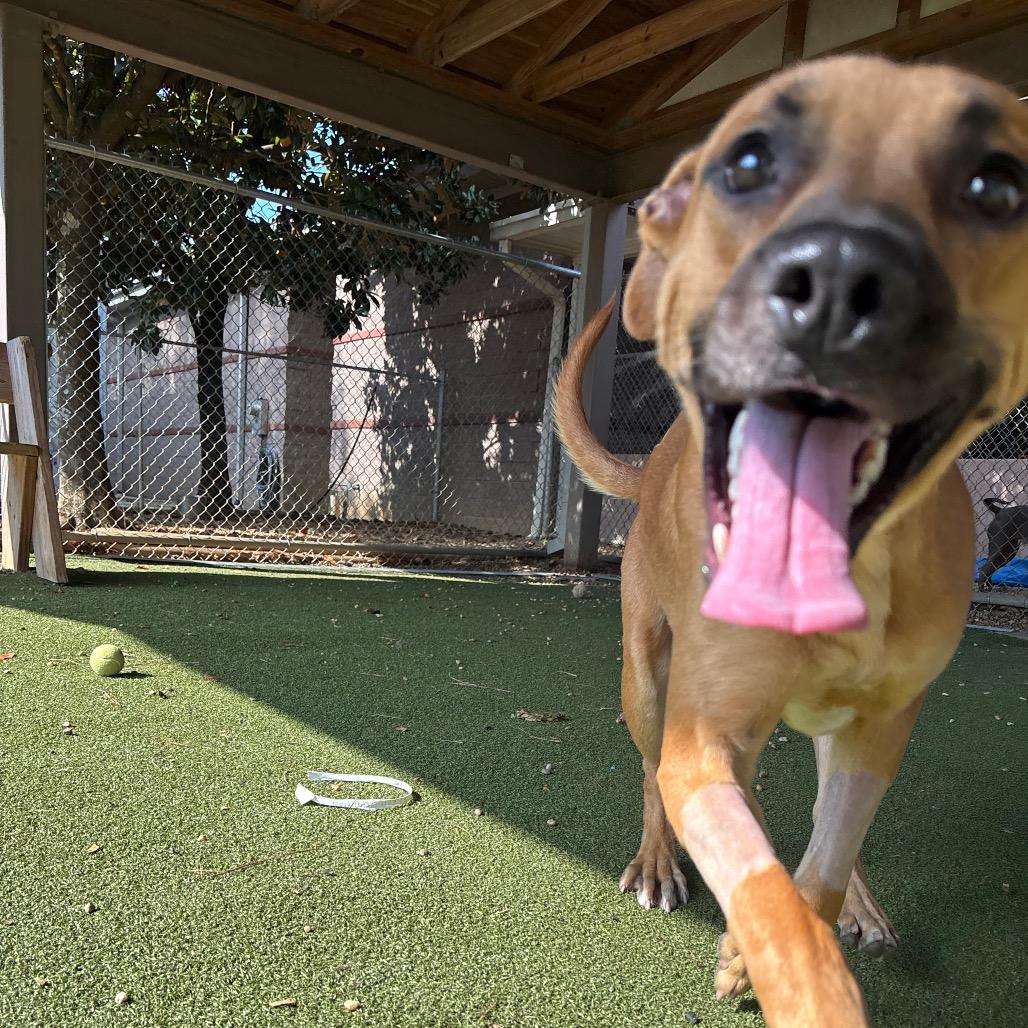 Enlarge Scooby, a Adoptable Black Mouth Cur in Birmingham, AL image 3/6
