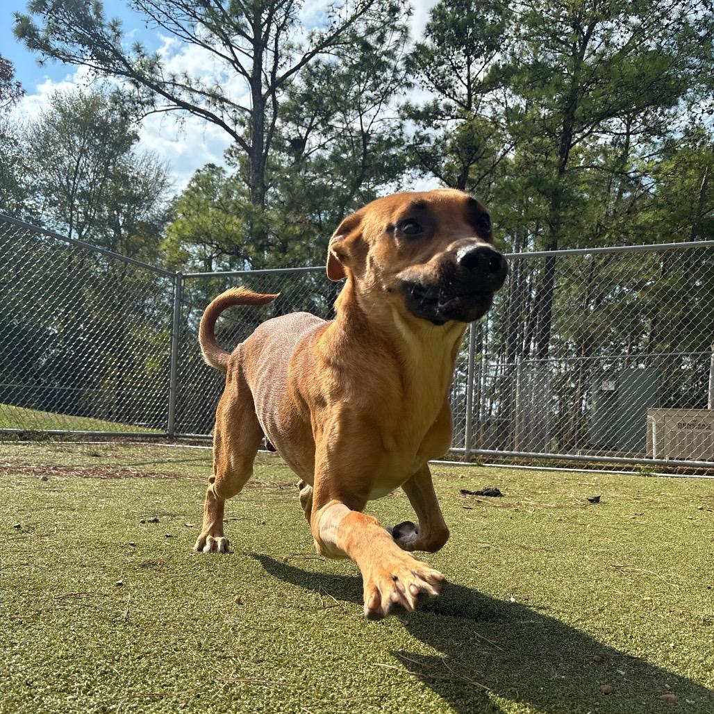 Enlarge Scooby, a Adoptable Black Mouth Cur in Birmingham, AL image 4/6