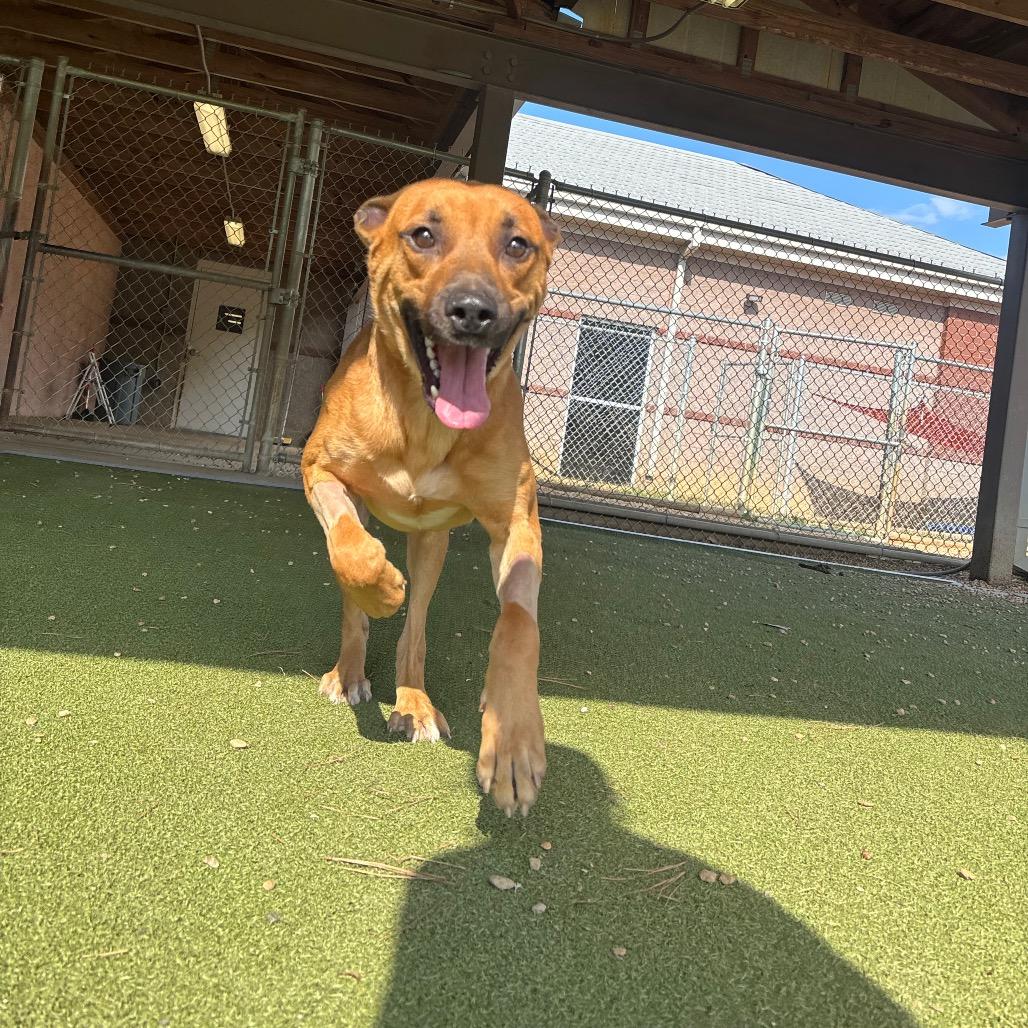 Enlarge Scooby, a Adoptable Black Mouth Cur in Birmingham, AL image 5/6