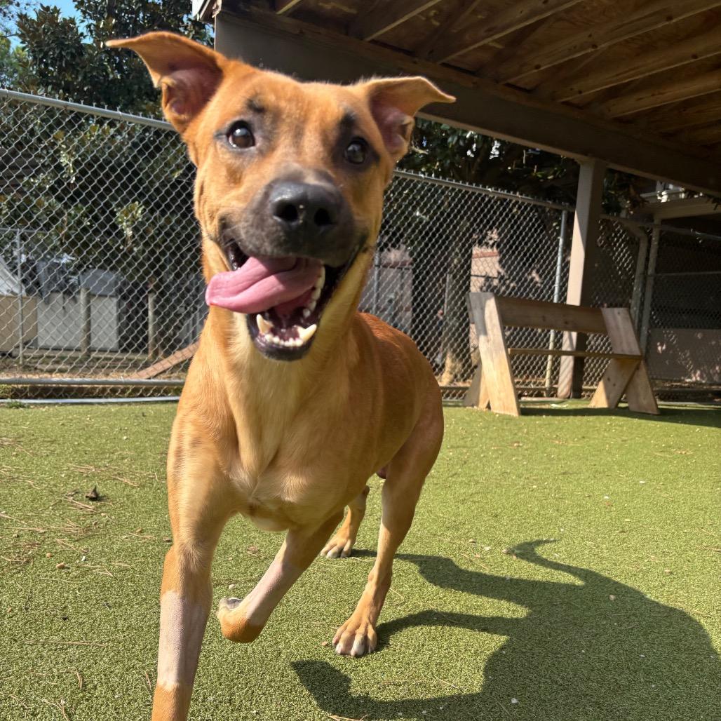 Enlarge Scooby, a Adoptable Black Mouth Cur in Birmingham, AL image 6/6