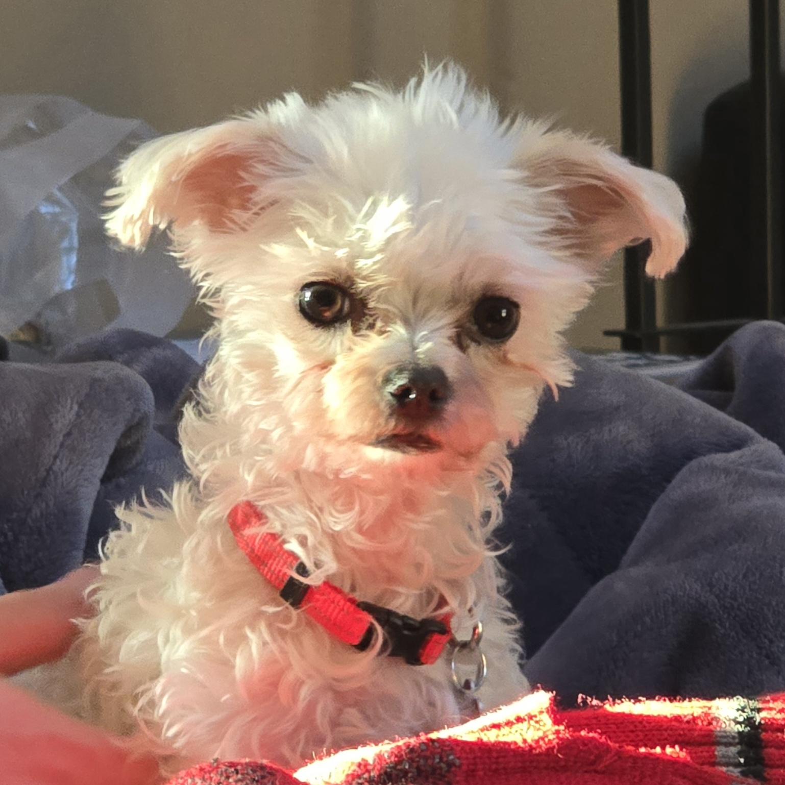 Ariel, Adoptable, Adult Female Maltese.