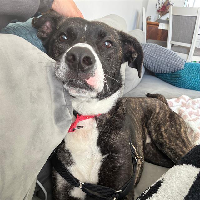 Enlarge SPUDZ, a Adoptable mixed breed in Alameda, CA image 1/1