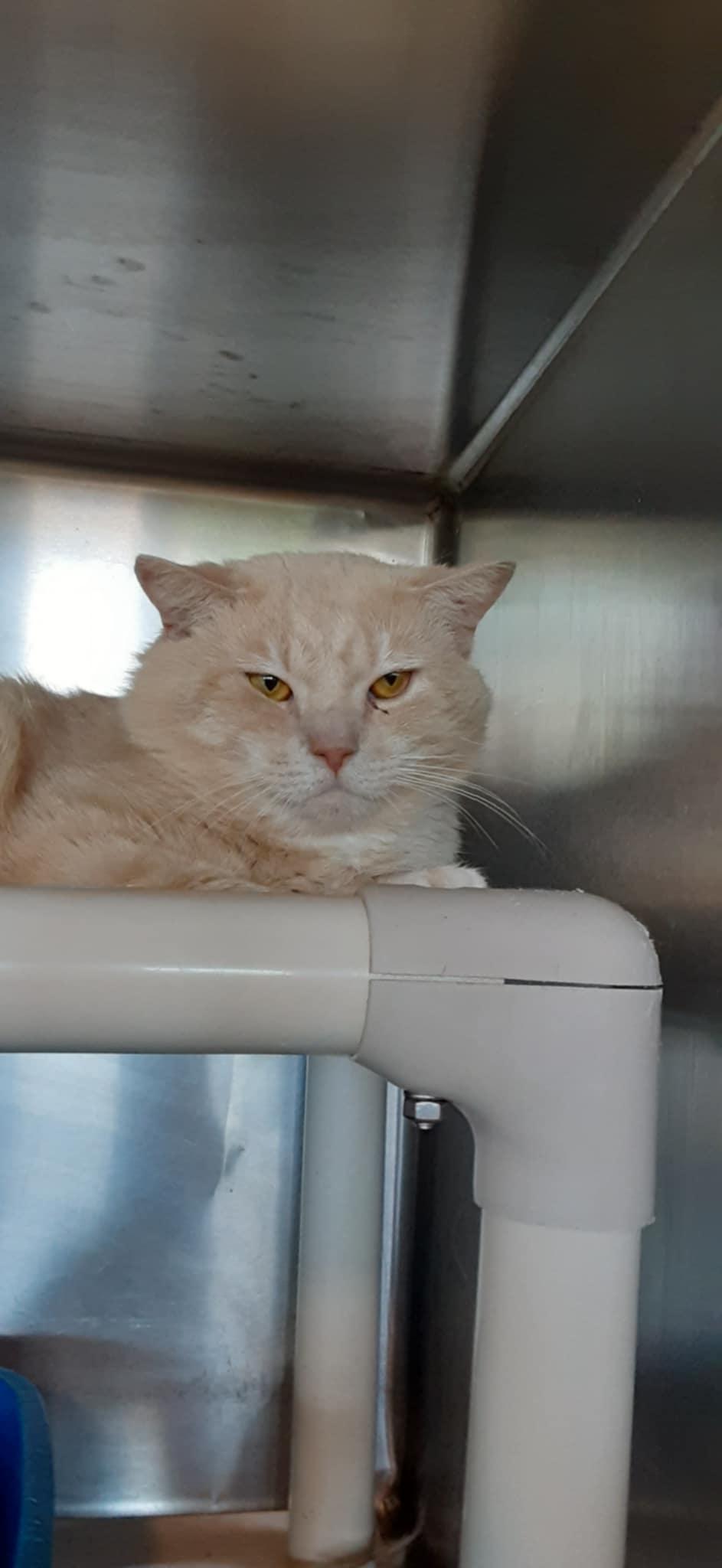 Ricky, Adult Male Domestic Short Hair