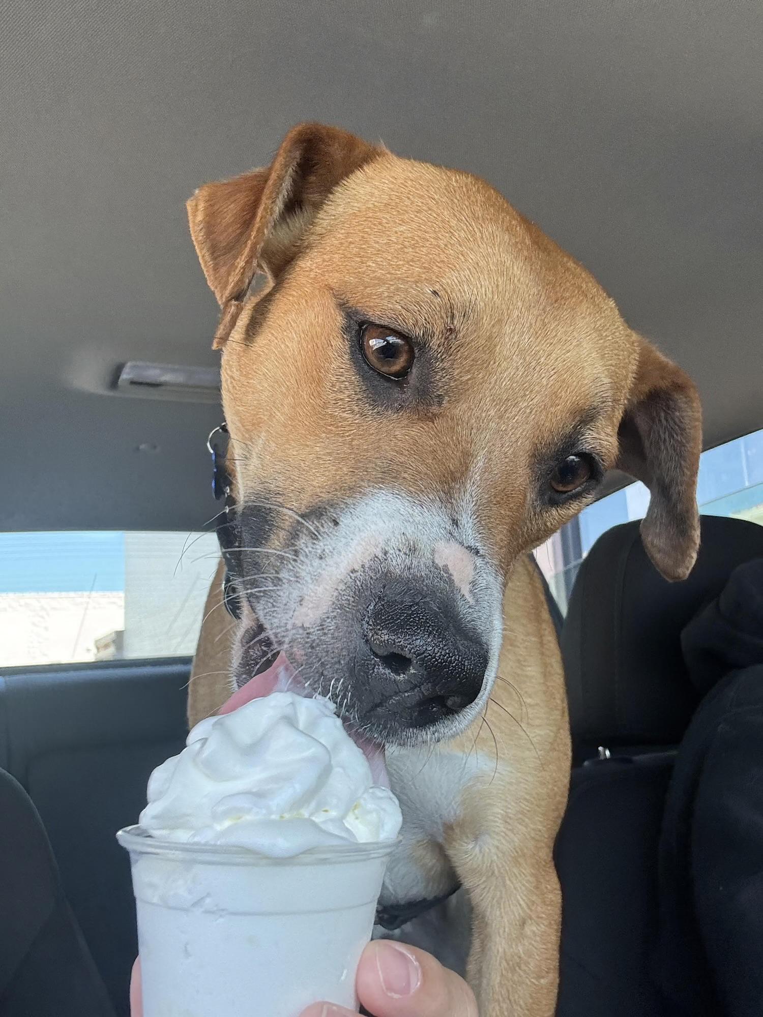 Hambone, ADOPTABLE, Young Male Terrier.