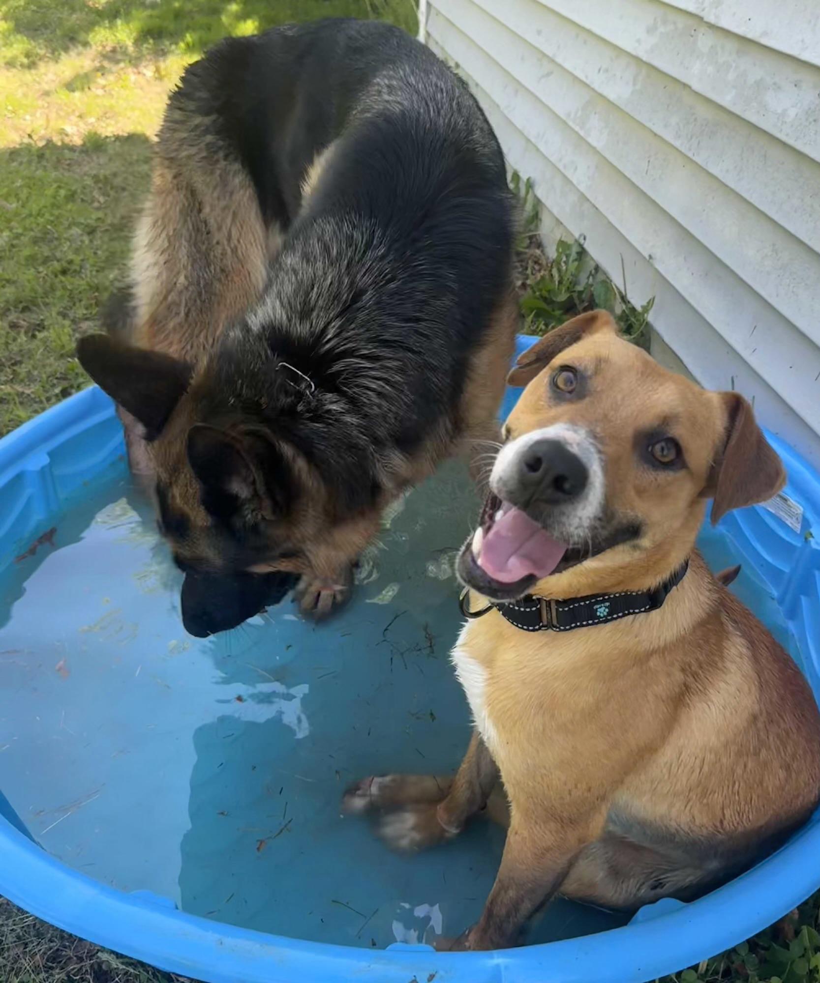 Enlarge Hambone, a ADOPTABLE mixed breed in Columbia, MO image 3/4
