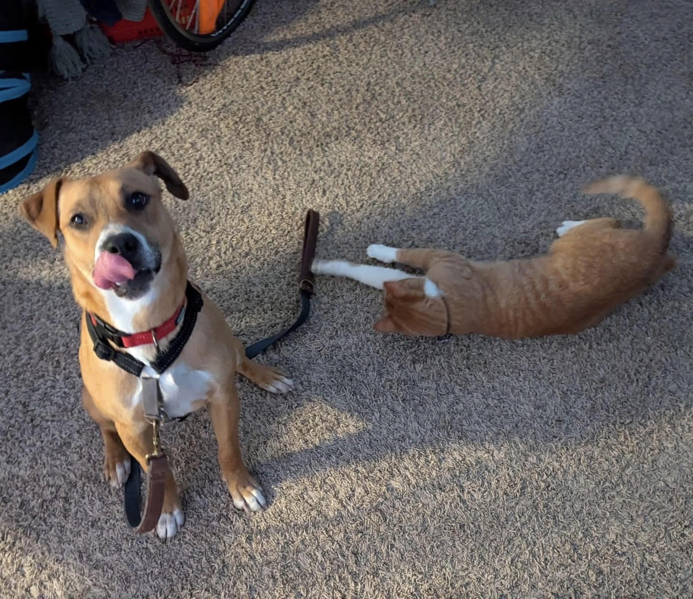 Enlarge Hambone, a ADOPTABLE mixed breed in Columbia, MO image 2/4