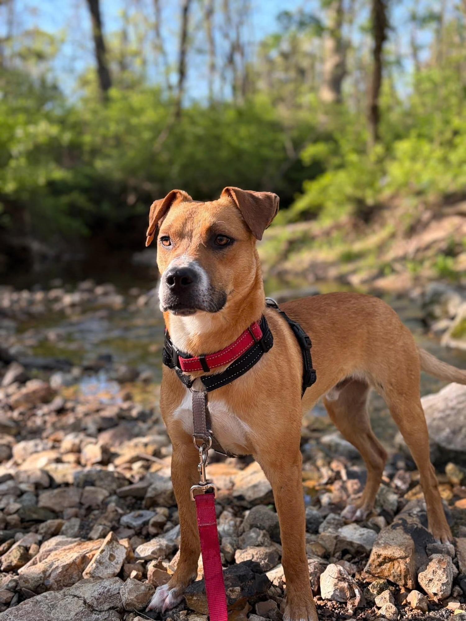 Enlarge Hambone, a ADOPTABLE mixed breed in Columbia, MO image 4/4