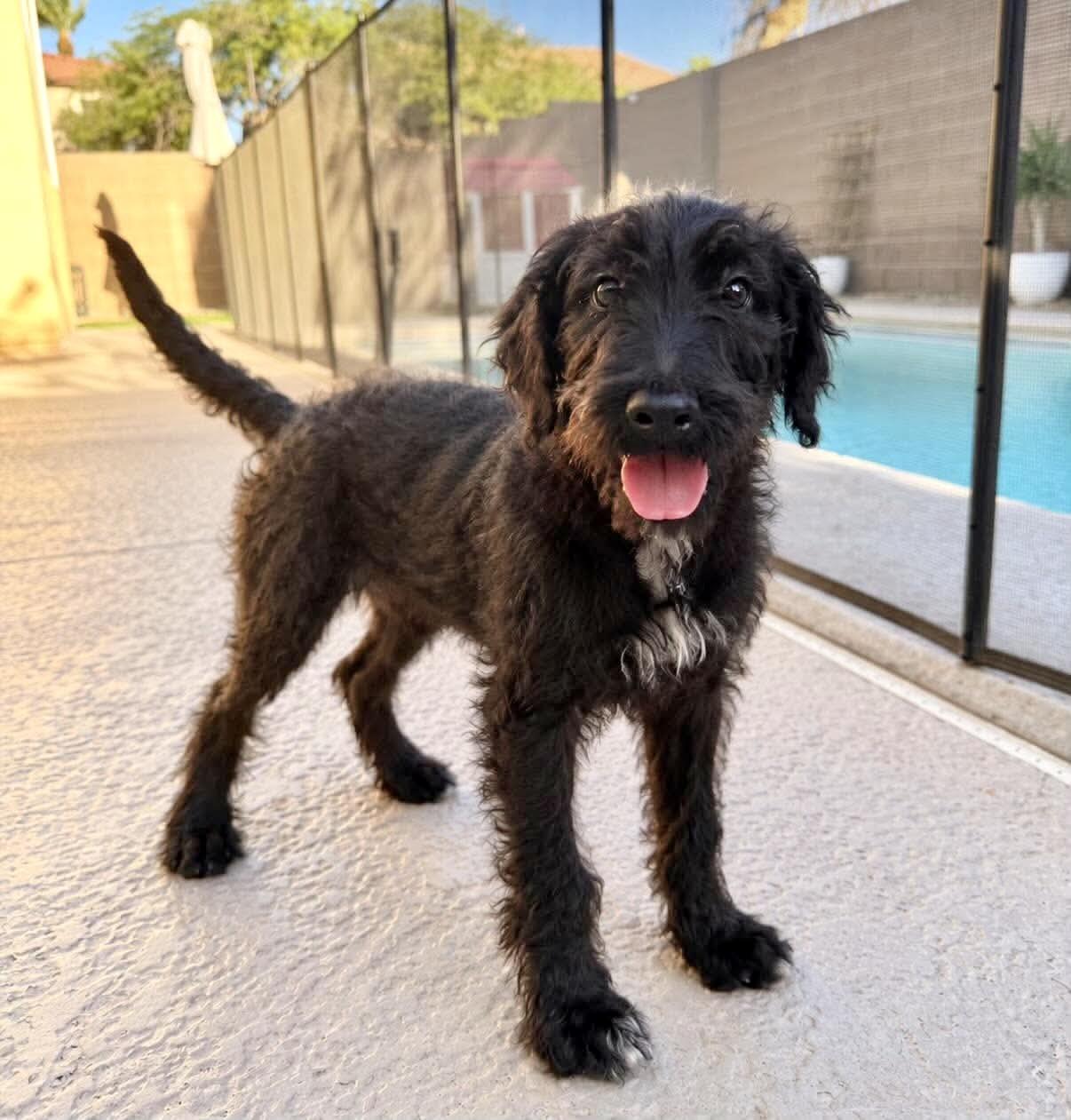 Enlarge Merlin, a Adopted Labradoodle in Las Vegas, NV image 1/1