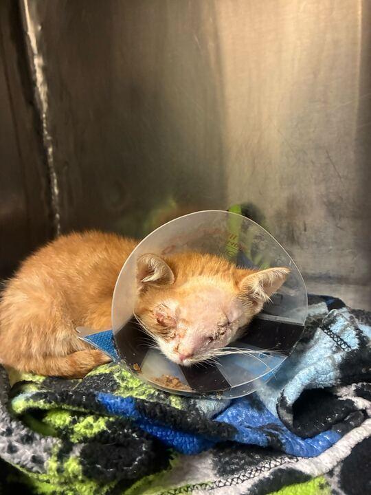 Sullivan, Adoptable, Kitten Male Domestic Short Hair.