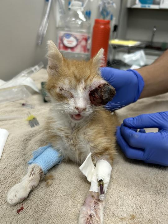 Sullivan, a Adoptable Domestic Short Hair in Marietta, GA image 2/3