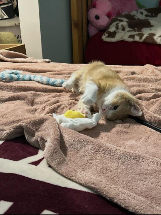 Sullivan, a Adoptable Domestic Short Hair in Marietta, GA image 3/3