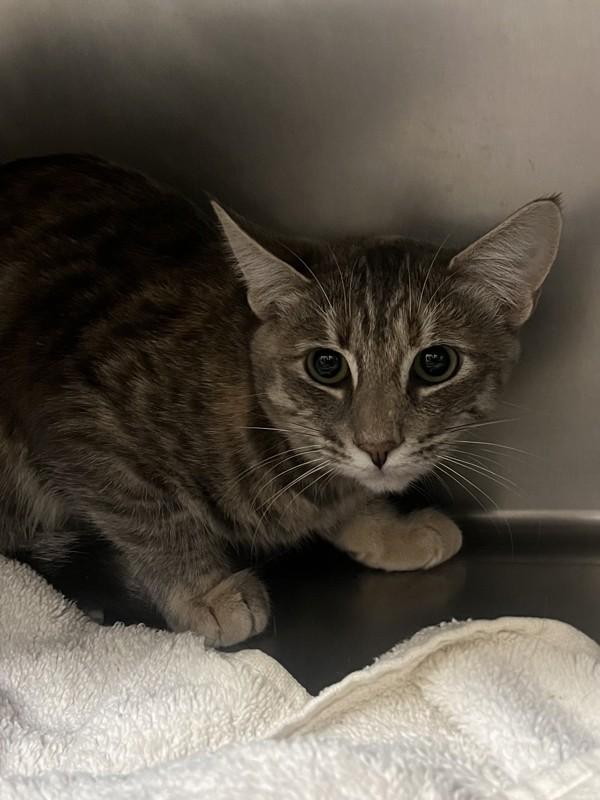 Enlarge Nutmeg, a Adoptable mixed breed in Healdsburg, CA image 2/5