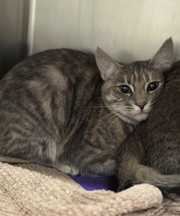 Enlarge Nutmeg, a Adoptable mixed breed in Healdsburg, CA image 3/5