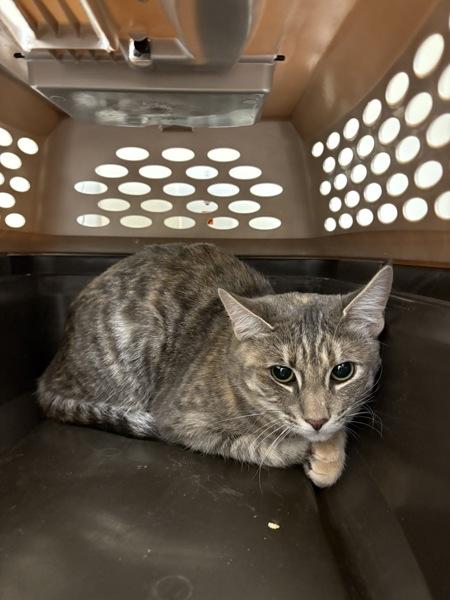 Enlarge Nutmeg, a Adoptable mixed breed in Healdsburg, CA image 4/5