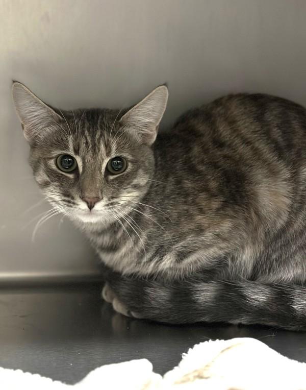 Enlarge Nutmeg, a Adoptable mixed breed in Healdsburg, CA image 5/5