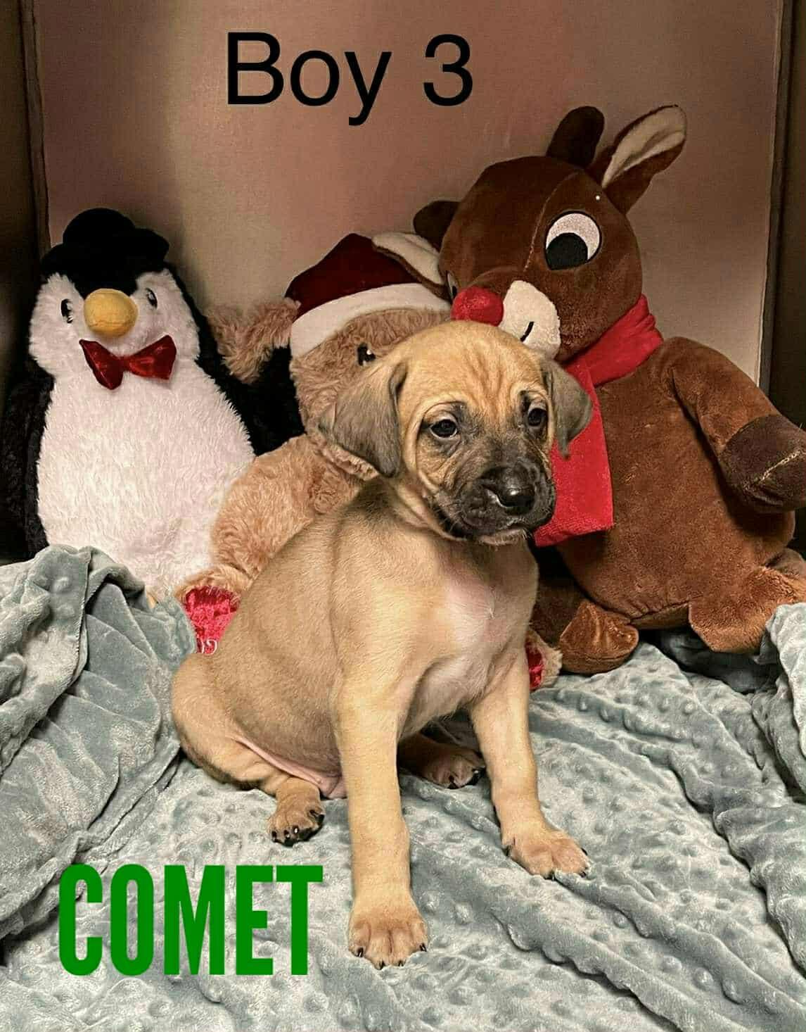 Comet, an adopted mixed breed in Stamford, CT image 5/6