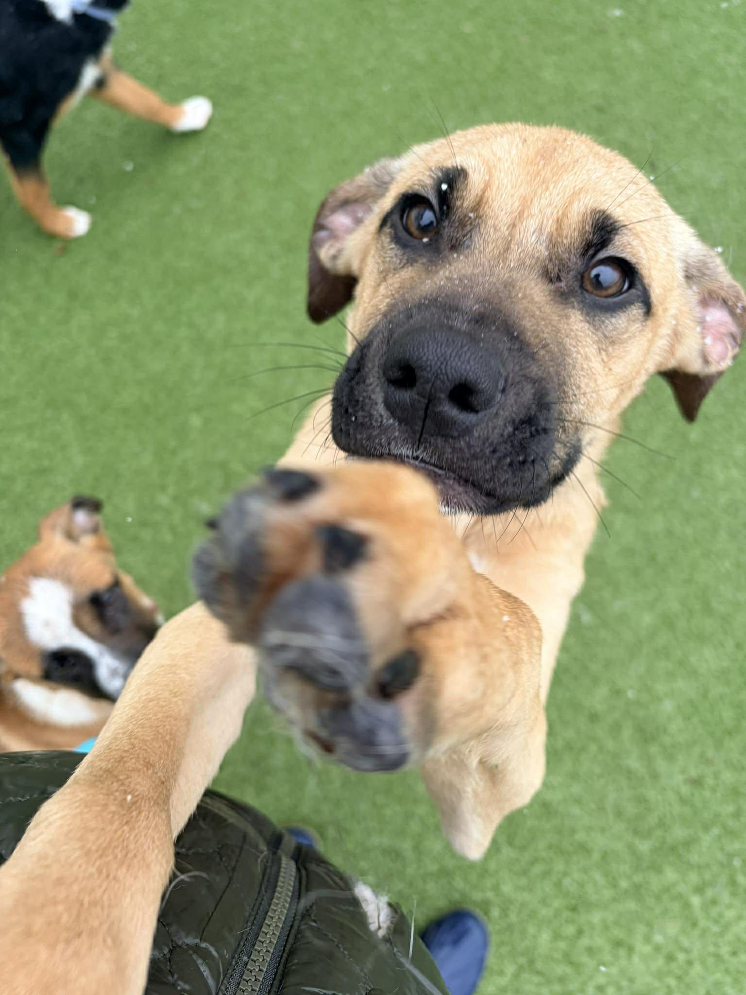 Comet, an adopted mixed breed in Stamford, CT image 1/6