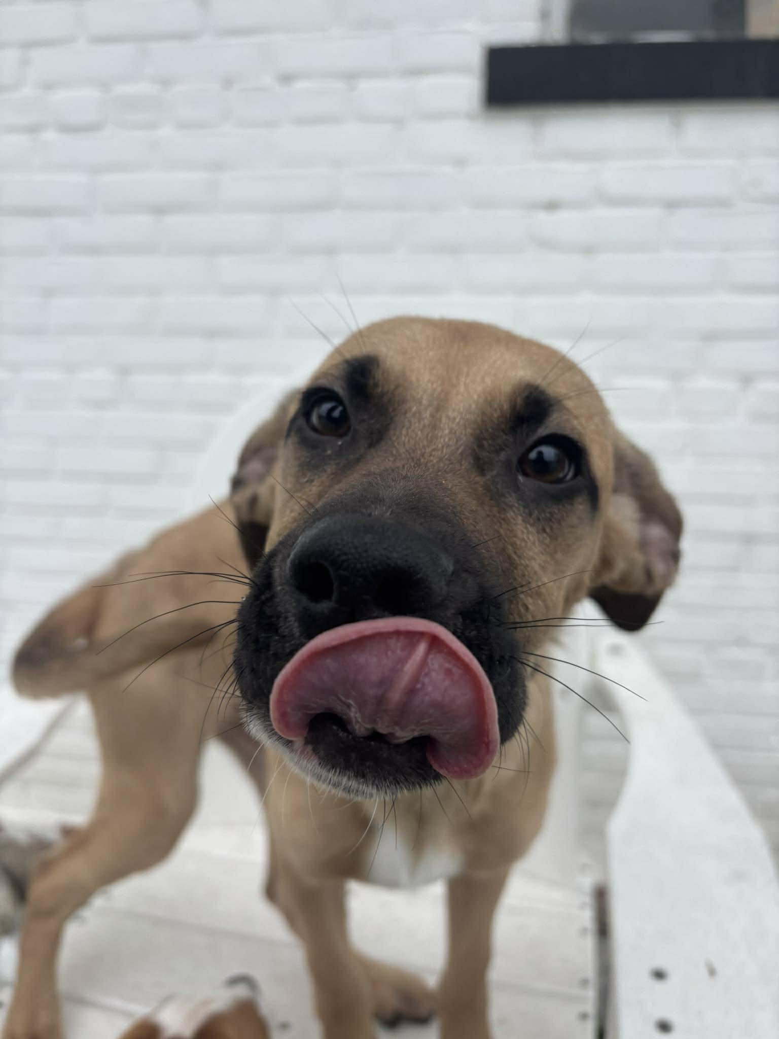 Comet, an adopted mixed breed in Stamford, CT image 2/6