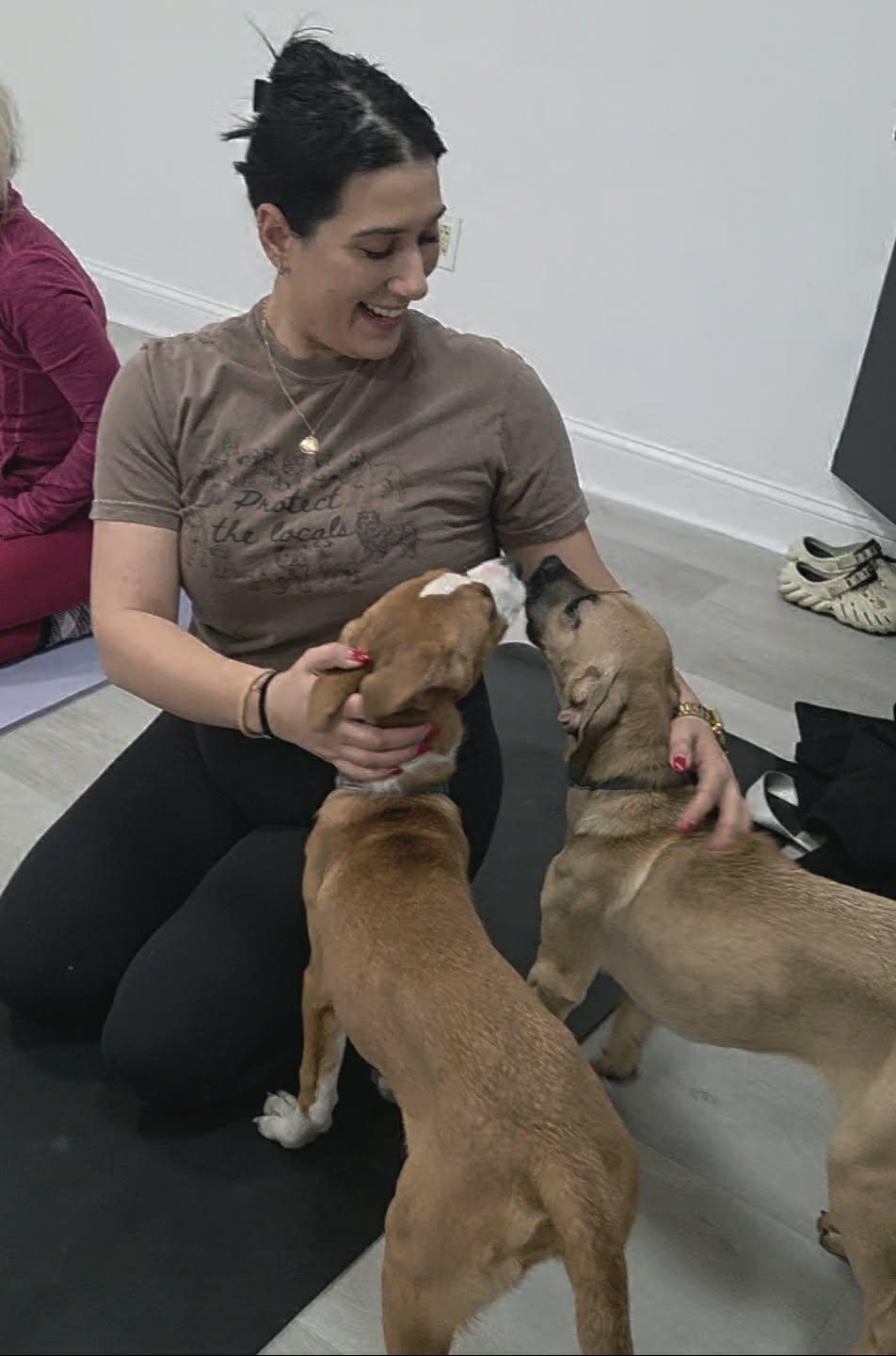 Comet, an adopted mixed breed in Stamford, CT image 3/6