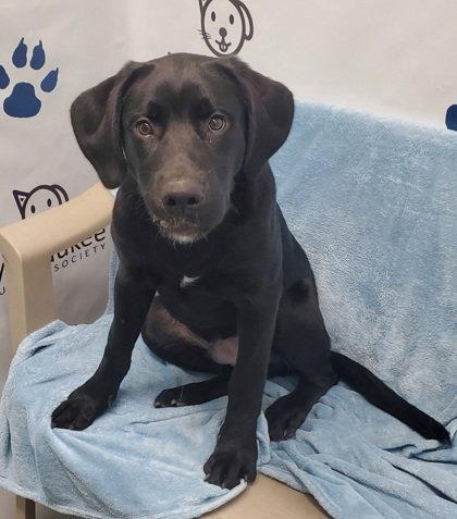 Enlarge Huxley (7004), a Adopted Labrador Retriever in Lake City, MI image 1/1
