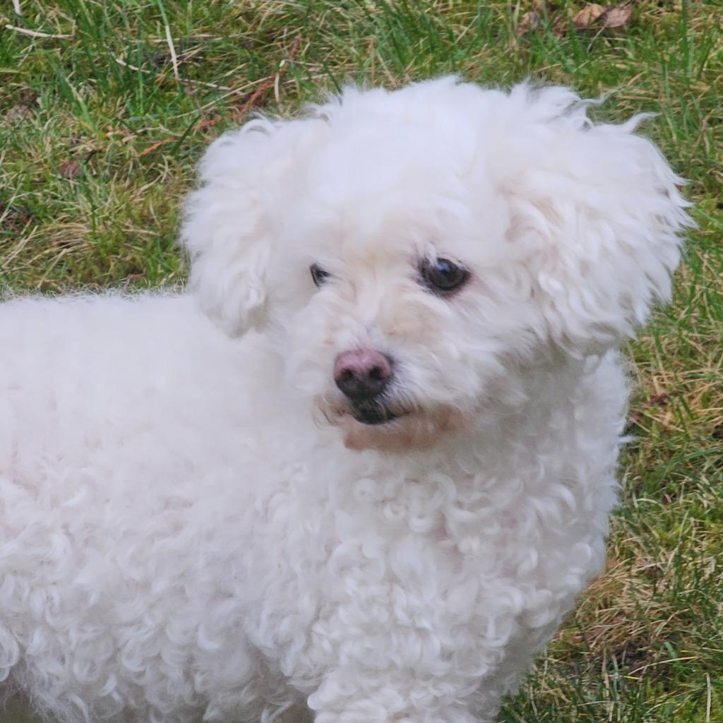 Enlarge Princessa, a Adopted Bichon Frise in Eastsound, WA image 1/2