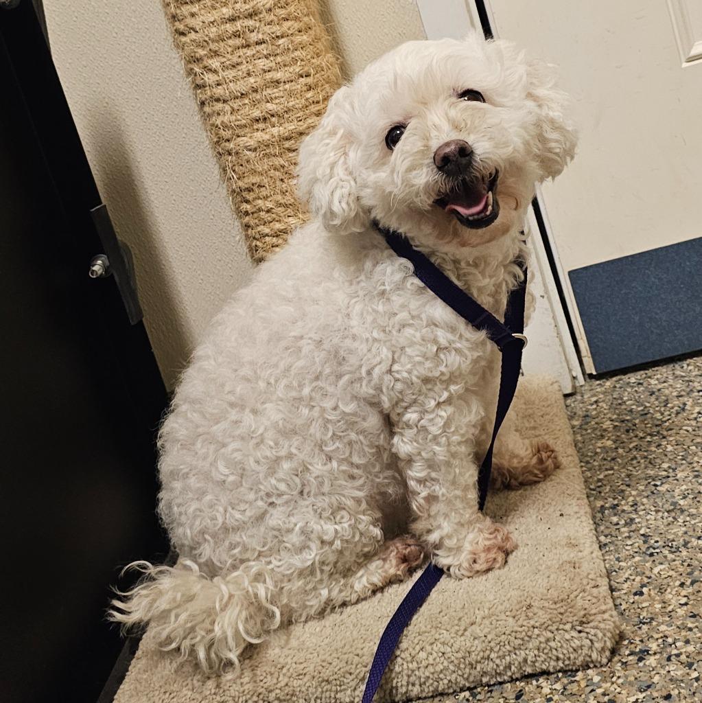 Enlarge Princessa, a Adopted Bichon Frise in Eastsound, WA image 2/2
