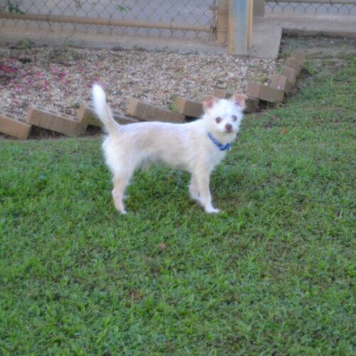 Prince Peabody, Adoptable, Senior Male Chihuahua & Yorkshire Terrier.
