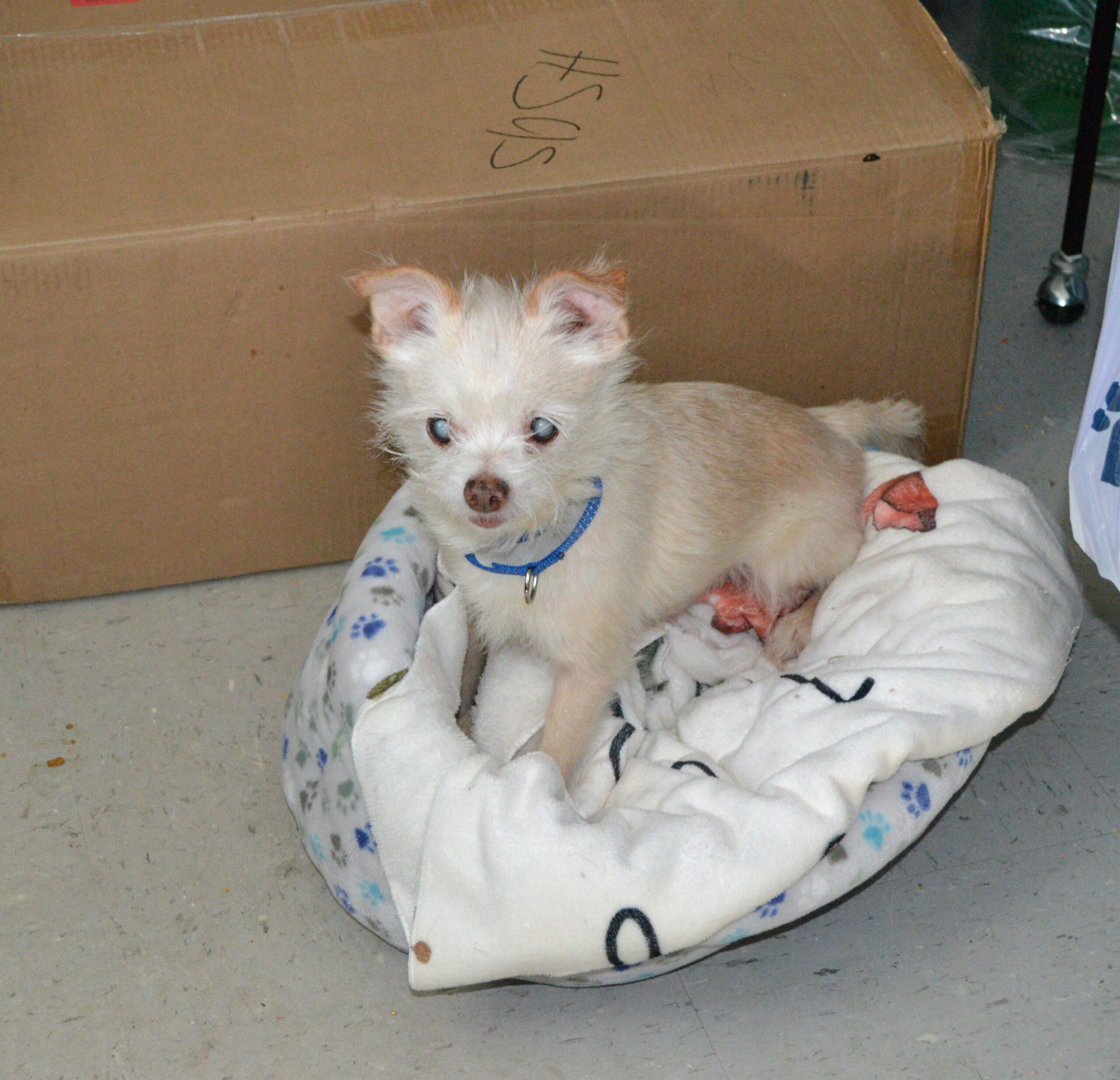 Enlarge Prince Peabody, a Adoptable mixed breed in Jackson, LA image 2/2