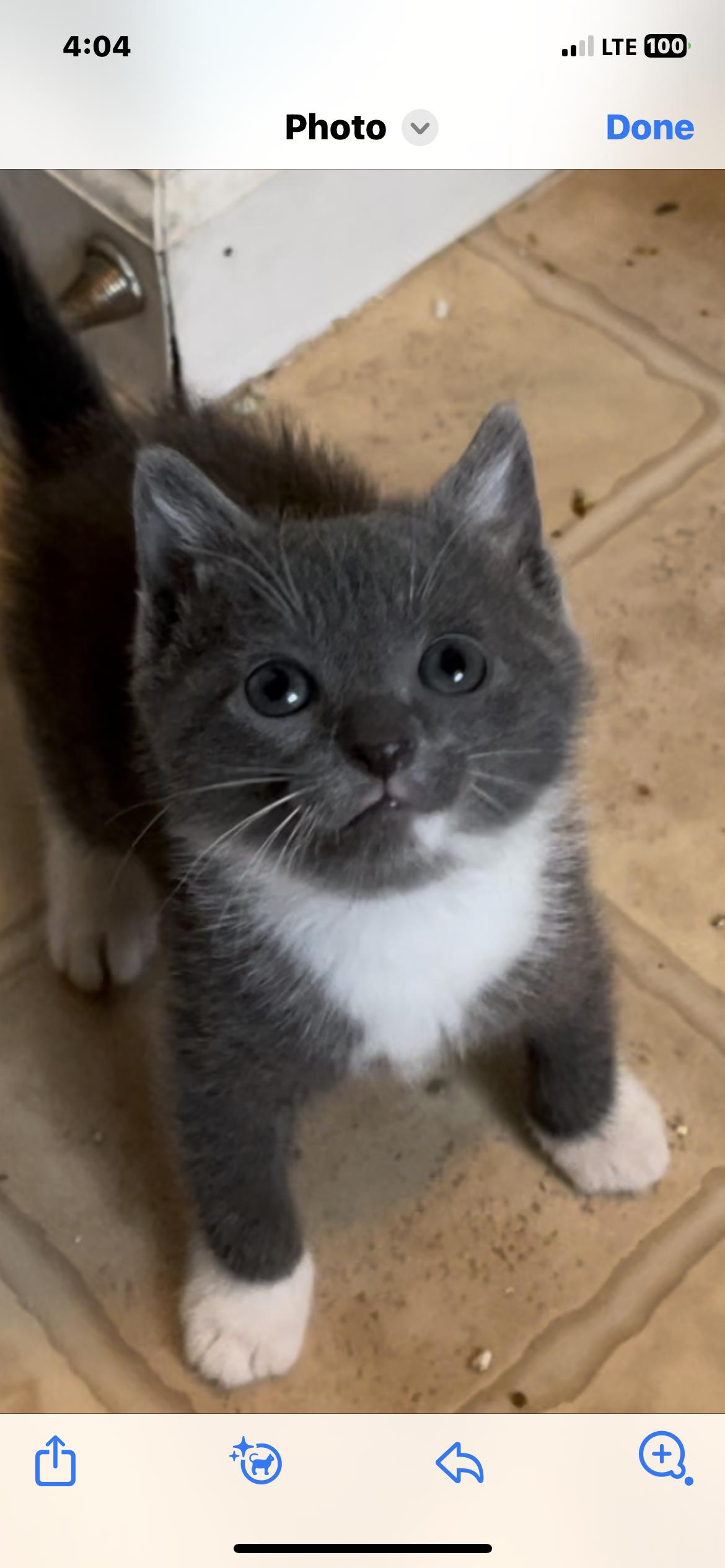 Fig, Adopted, Kitten Male Domestic Short Hair.