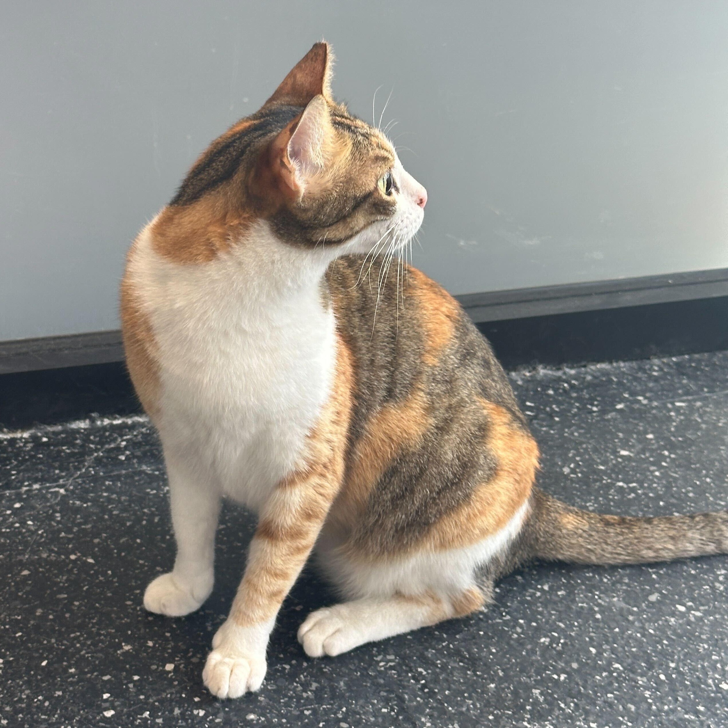 Enlarge Suzie, a Adoptable Domestic Short Hair in Waltham, MA image 5/6