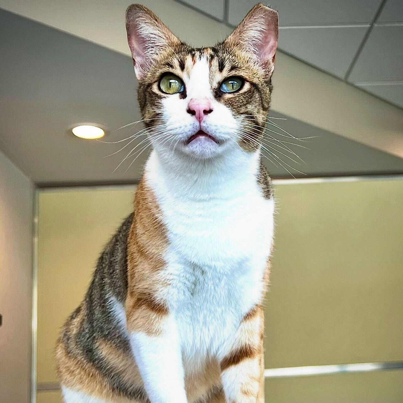 Enlarge Suzie, a Adoptable Domestic Short Hair in Waltham, MA image 1/6