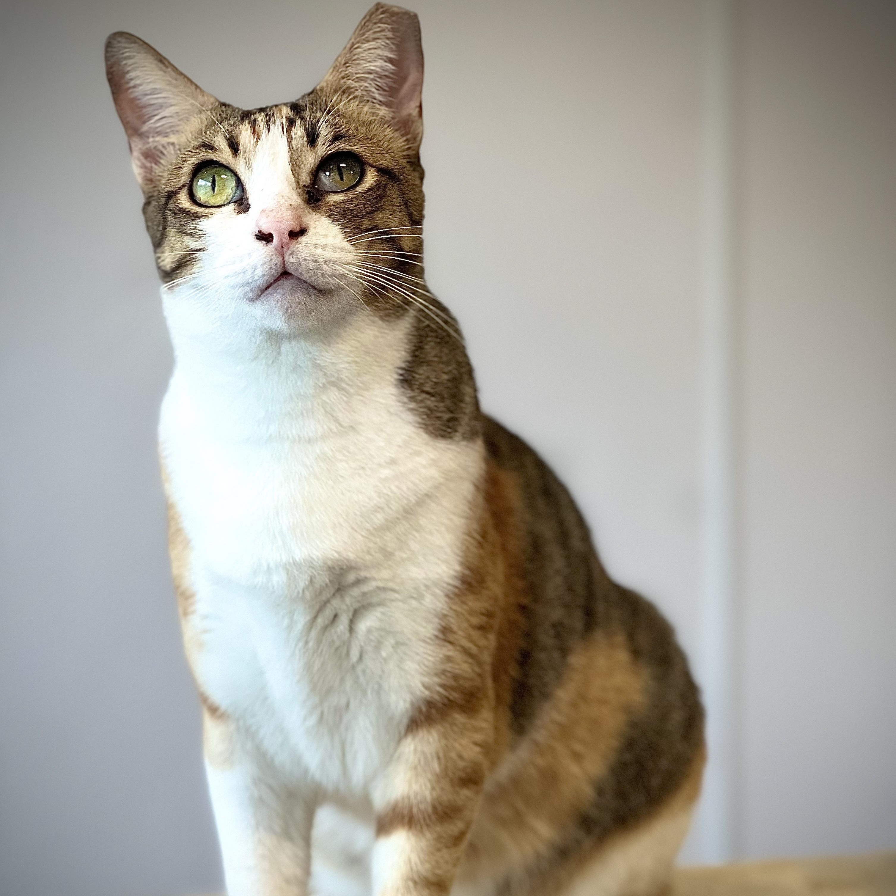 Enlarge Suzie, a Adoptable Domestic Short Hair in Waltham, MA image 4/6