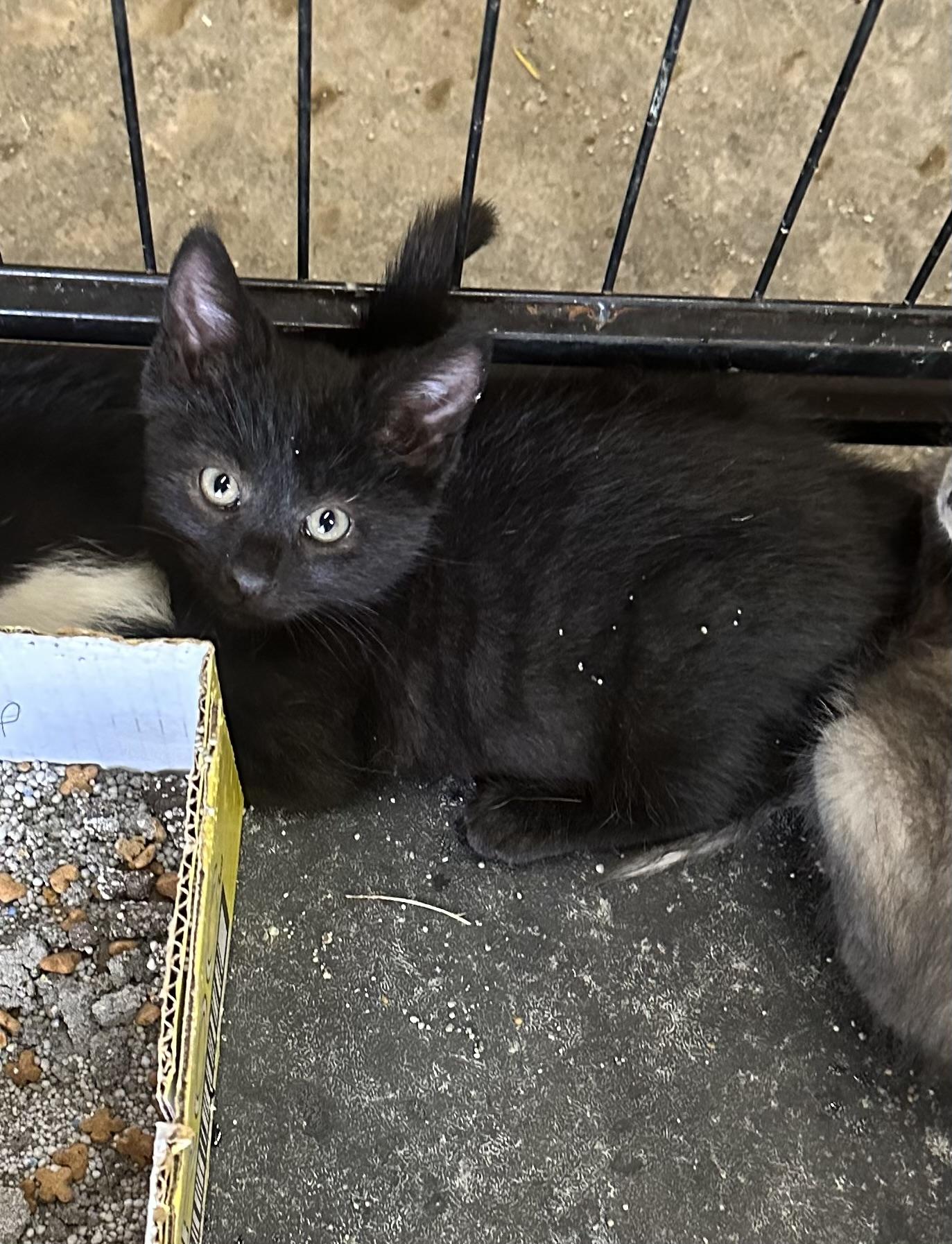 Baby kittens photo 2