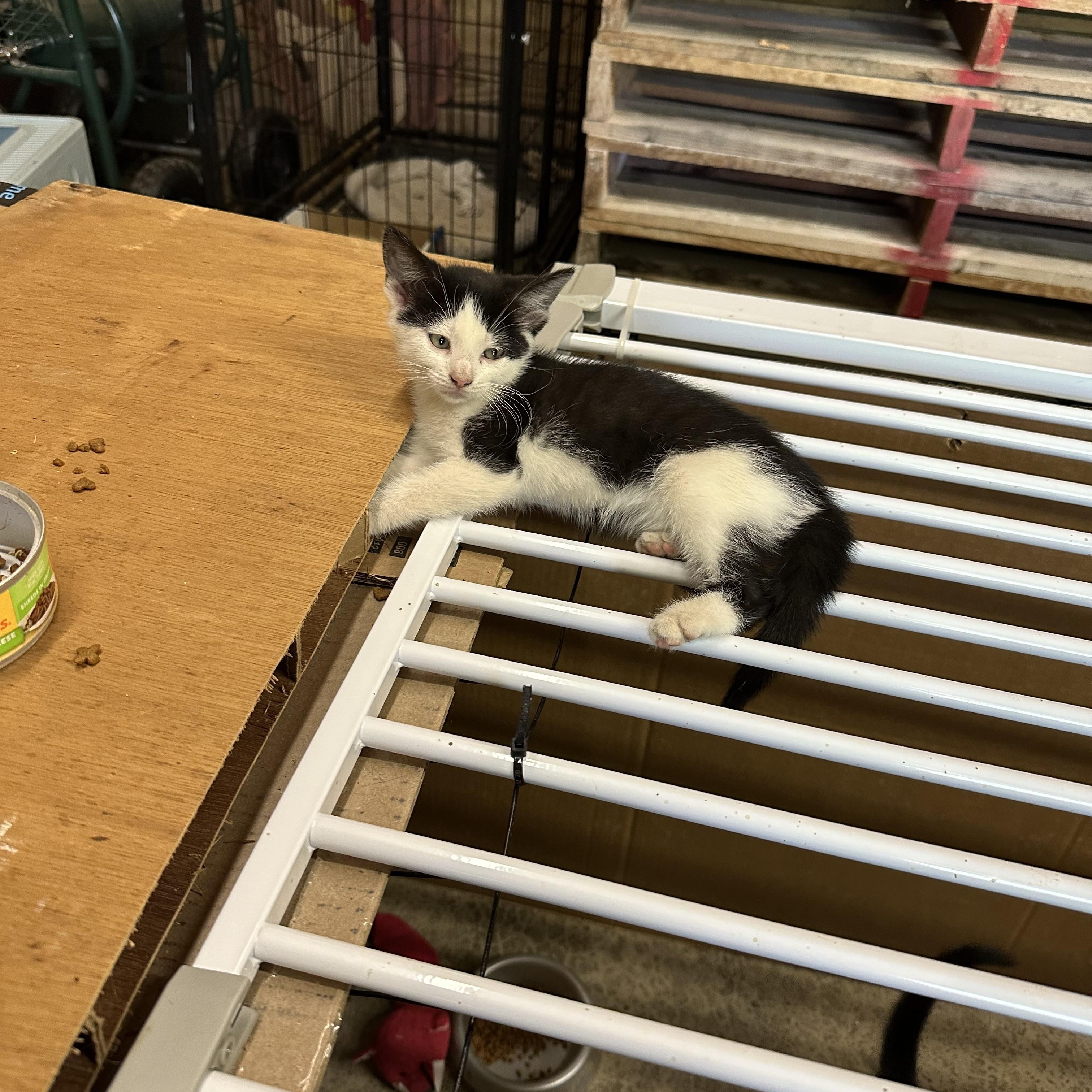 Baby kittens photo 1