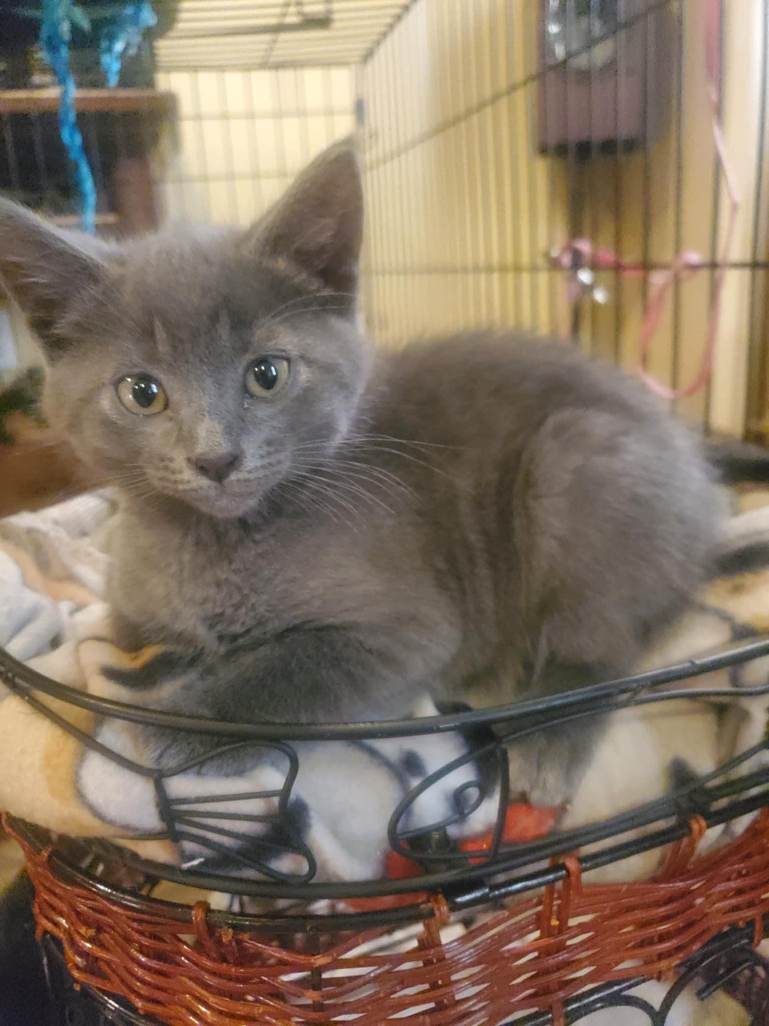 Jackson, Baby Male Domestic Short Hair