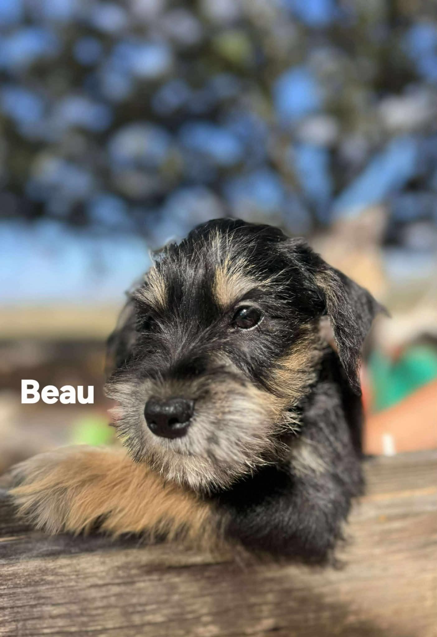 Beau and Branson!, adopted, Puppy Male Schnauzer.