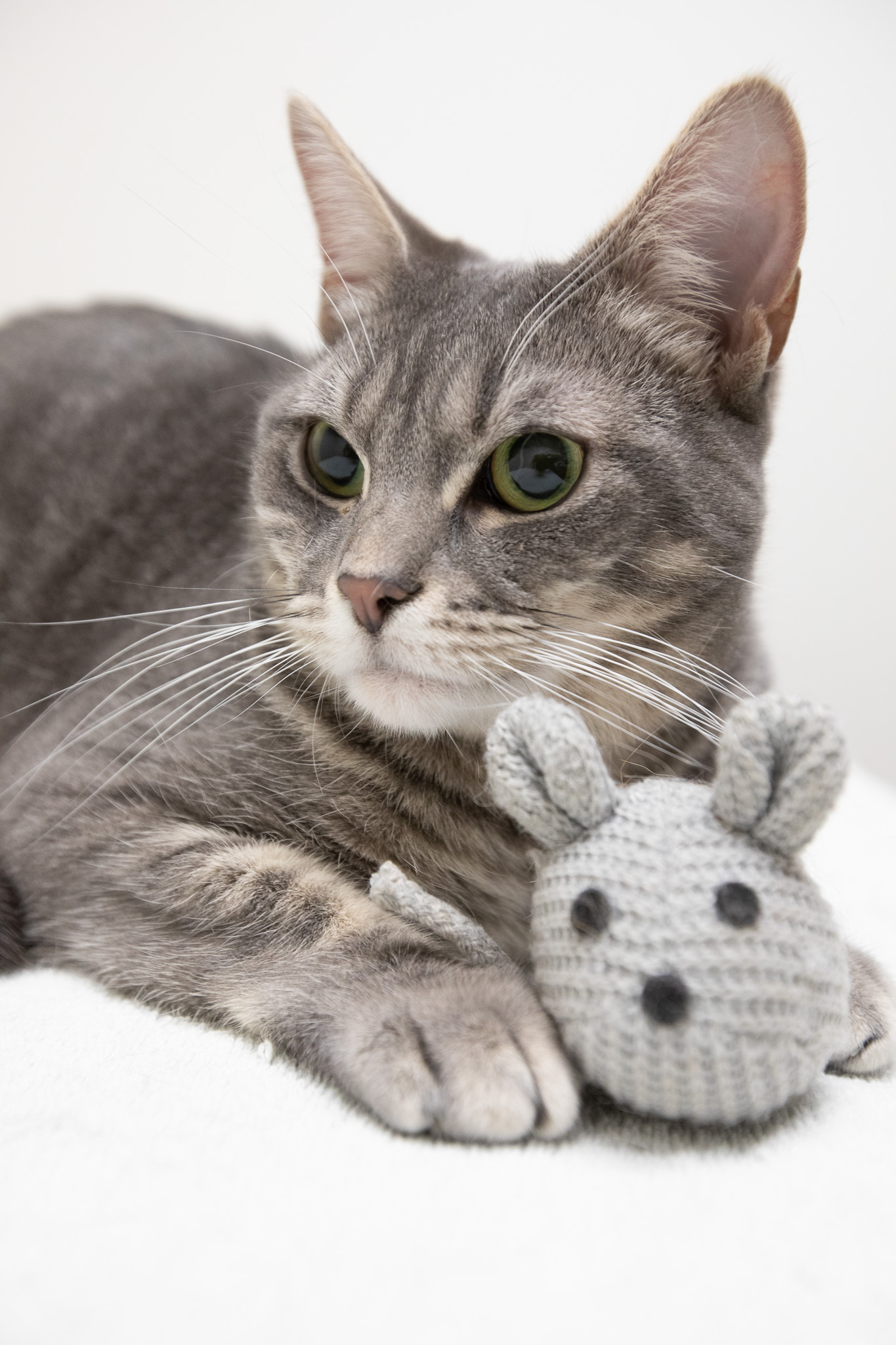 Enlarge Tellie, a Adoptable Domestic Short Hair in Montclair, NJ image 1/14