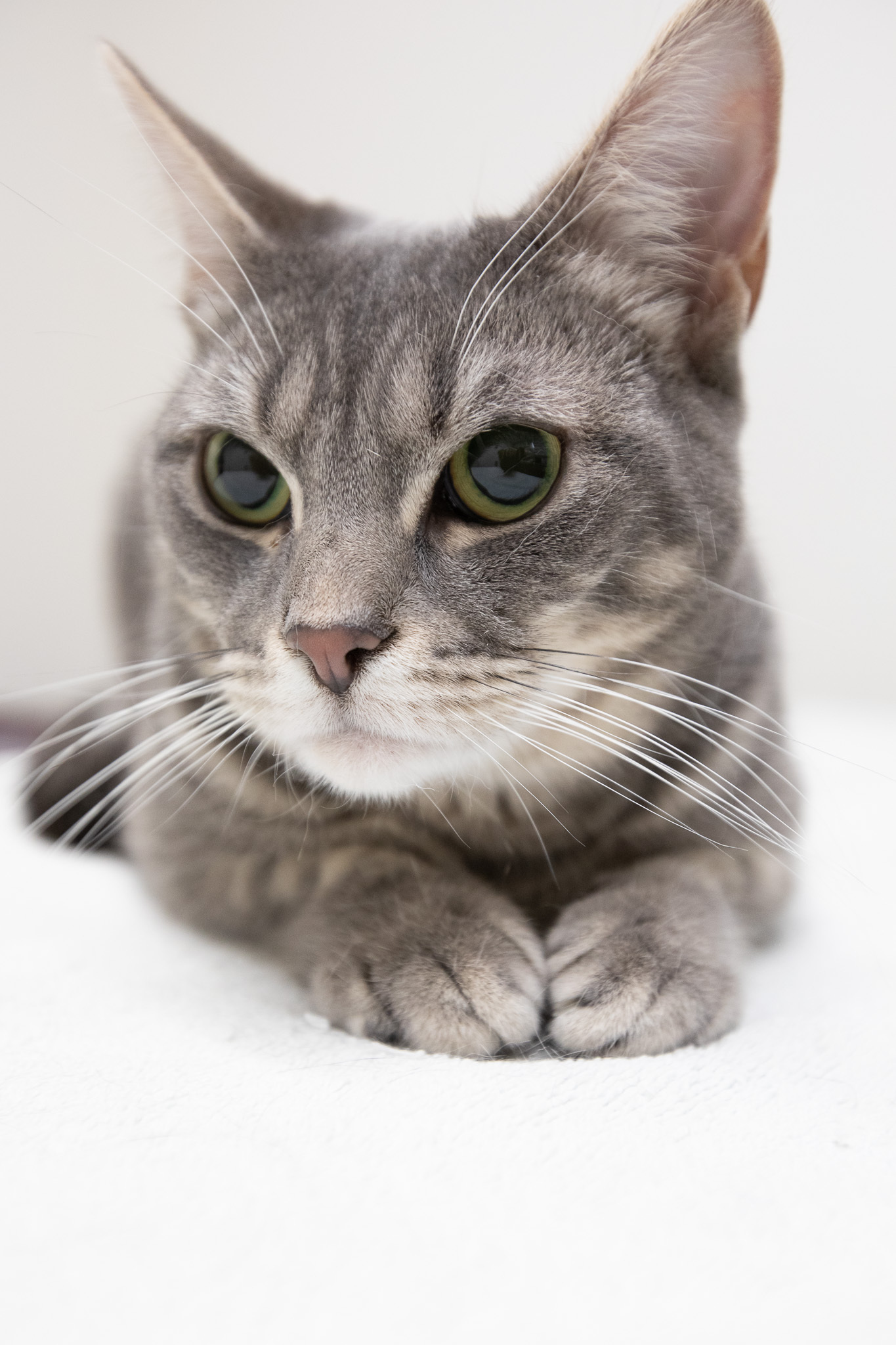 Enlarge Tellie, a Adoptable Domestic Short Hair in Montclair, NJ image 2/14