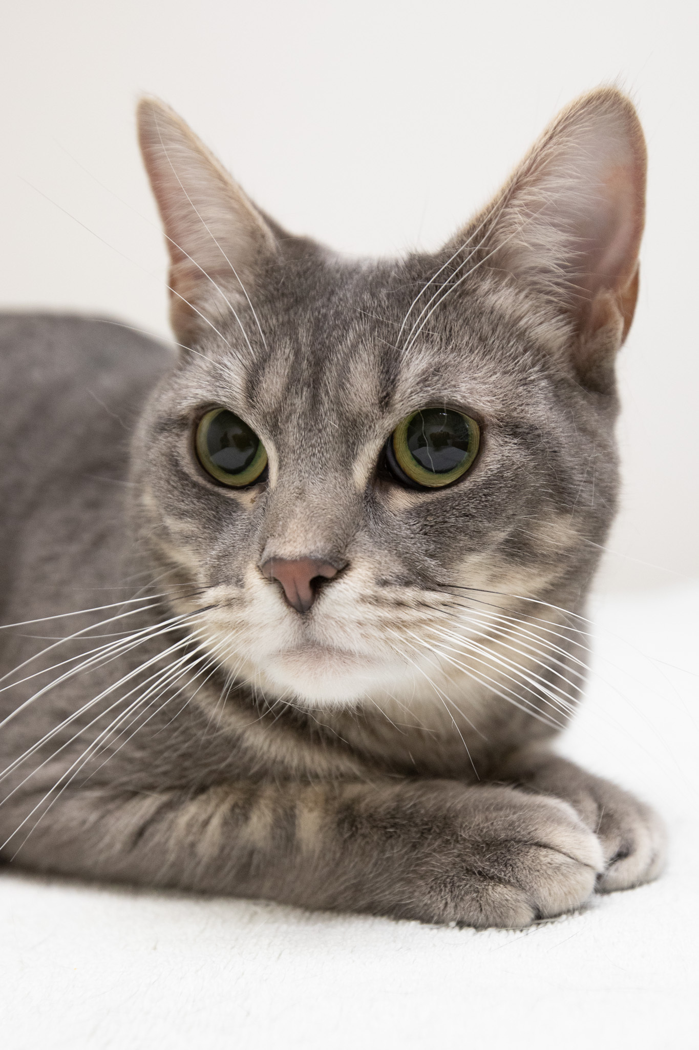 Enlarge Tellie, a Adoptable Domestic Short Hair in Montclair, NJ image 3/14