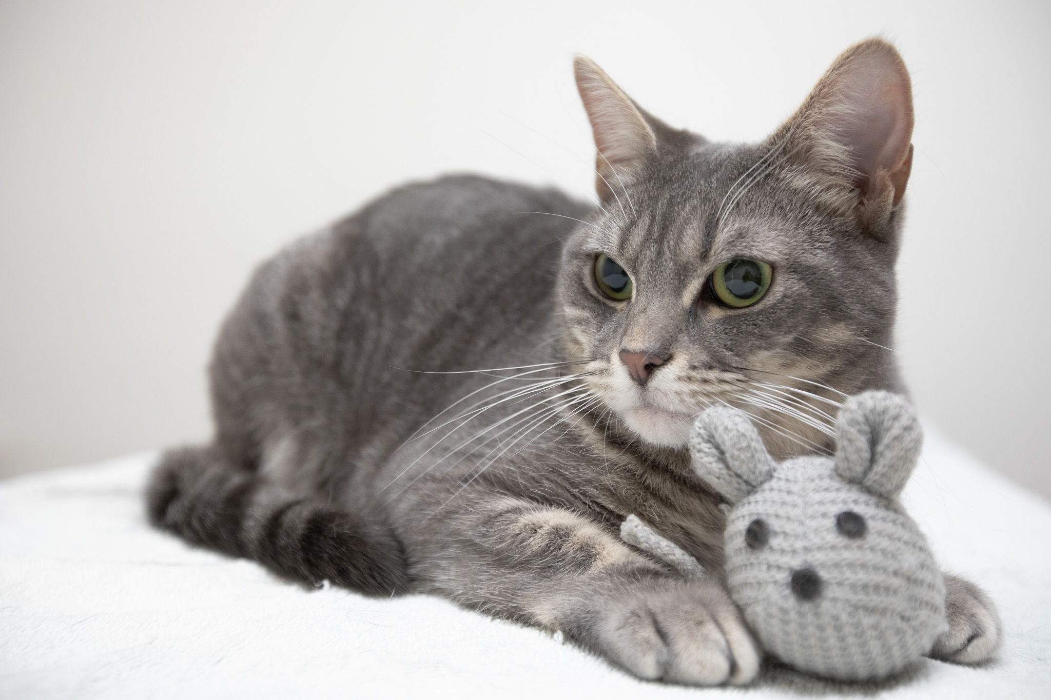 Enlarge Tellie, a Adoptable Domestic Short Hair in Montclair, NJ image 4/14
