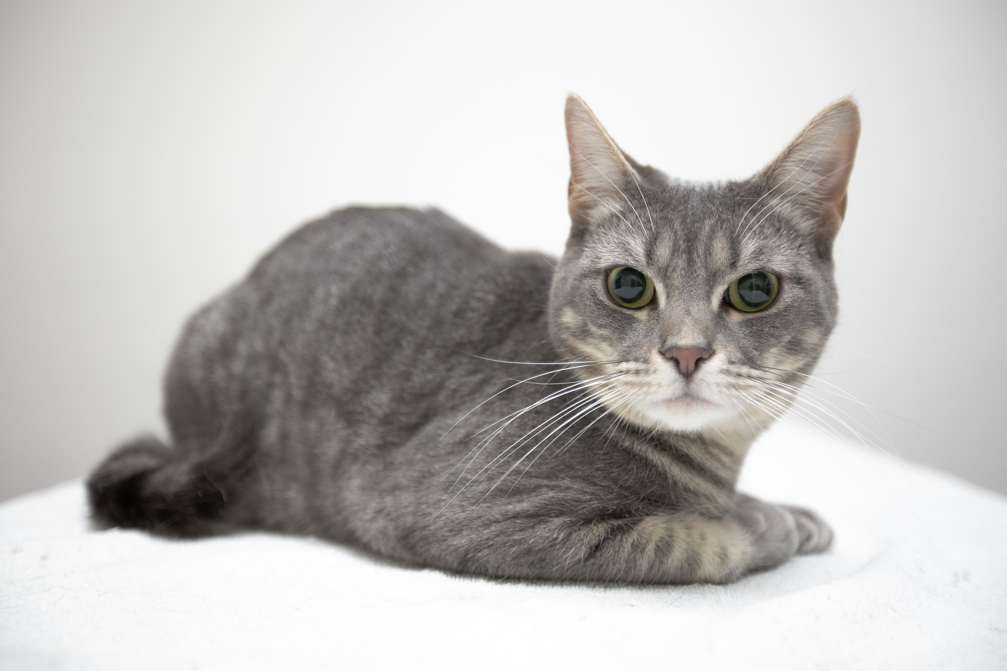 Enlarge Tellie, a Adoptable Domestic Short Hair in Montclair, NJ image 5/14