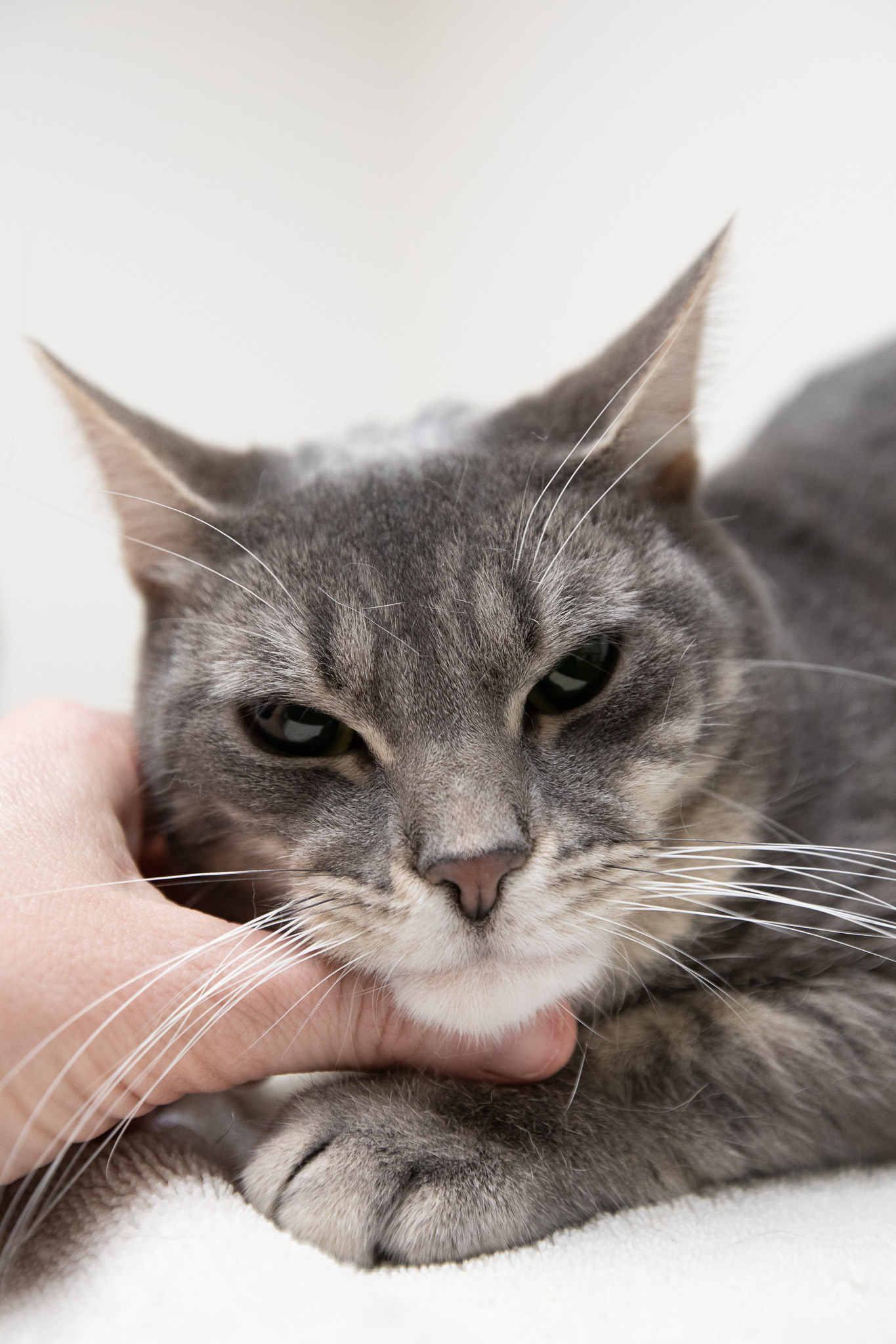 Enlarge Tellie, a Adoptable Domestic Short Hair in Montclair, NJ image 6/14