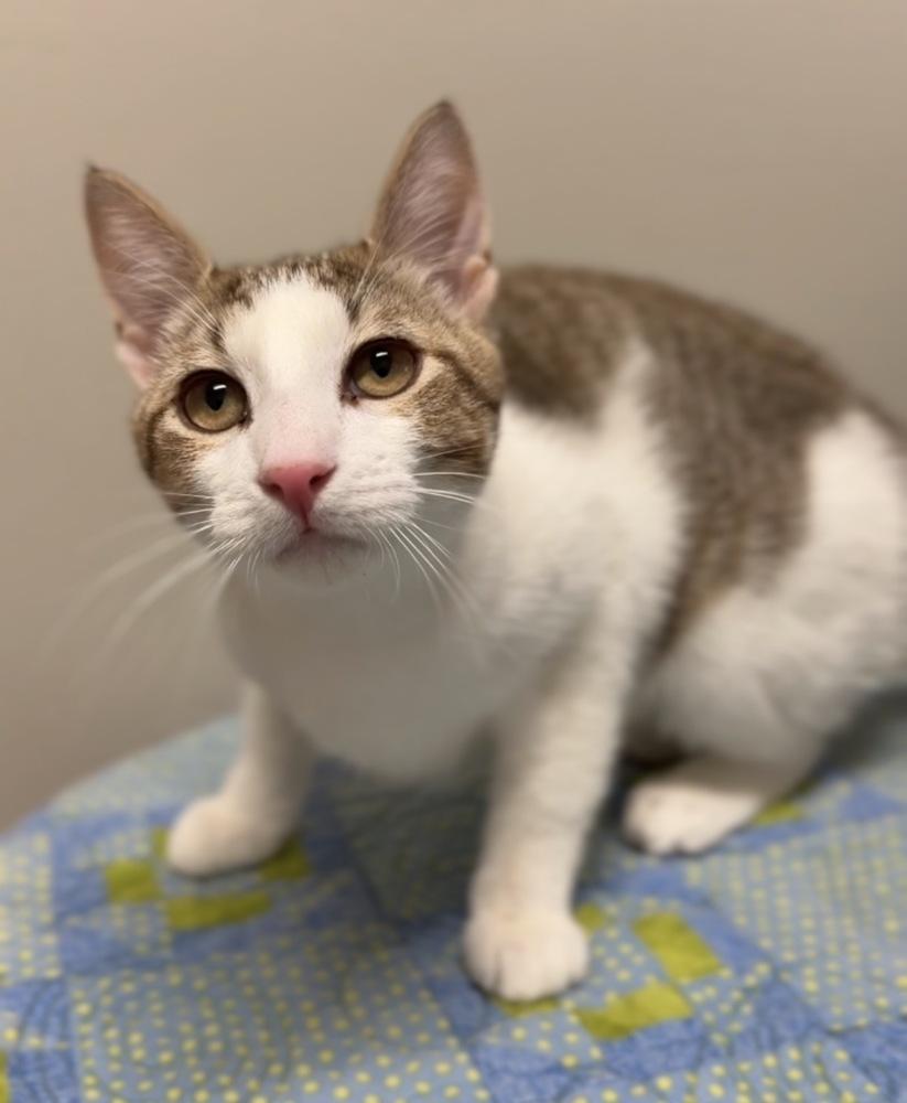 Max, Adoptable, Kitten Male Domestic Short Hair.