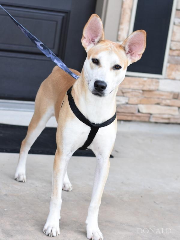 Donald (Conroe Litter), Baby Male unknown